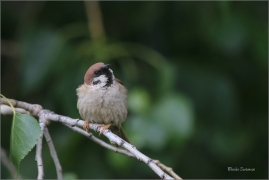 <p>VRABEC POLNÍ (Passer montanus) /Eurasian tree sparrow -Feldsperling/</p>